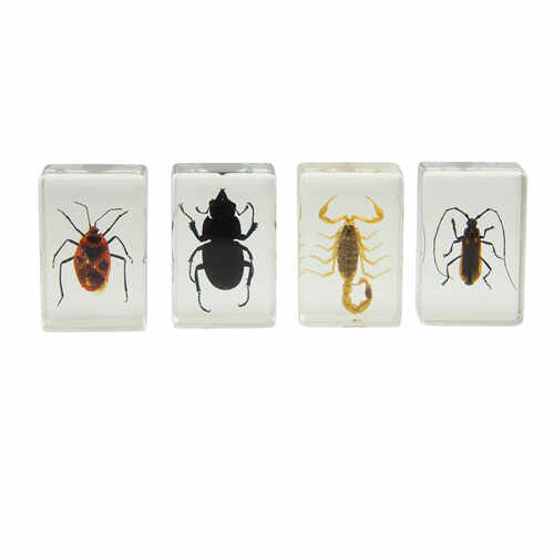Set specimene de insecte 3D #1 Celestron 44407