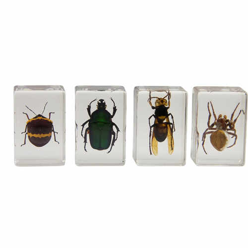 Set specimene de insecte 3D #2 Celestron 44408